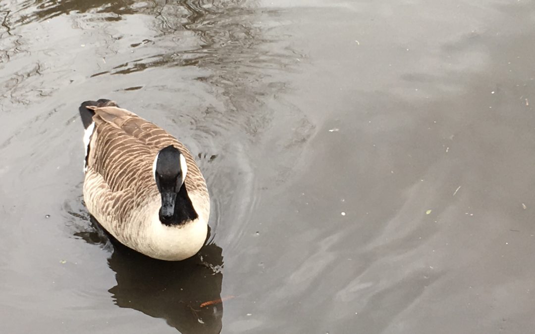 Feeding the Ducks